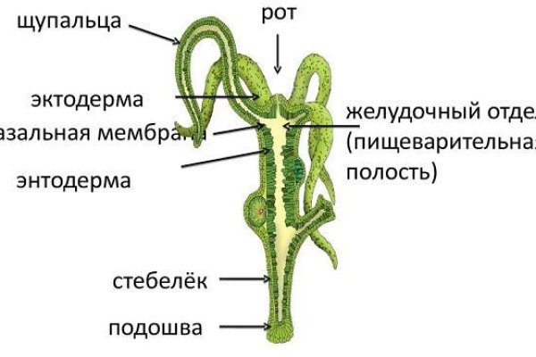 Кракен ат сайт